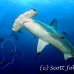 shark_hammerhead_scalloped_dar_h_0176_ecu0955.jpg